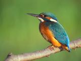 Durch den Brückenbau bedroht: Der Eisvogel. Foto: wikipedia