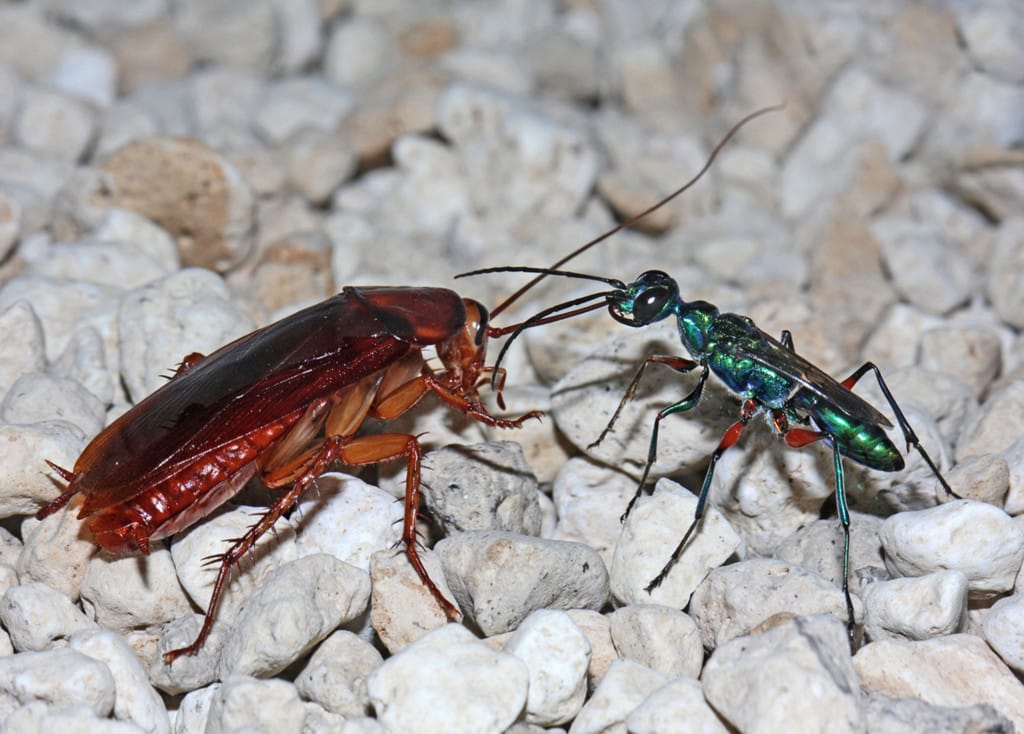 Weibchen der Juwelwespe Ampulex compressa (rechts) und eine amerikanische Großschabe (Periplaneta americana), die durch das Gift der Wespe “gezähmt” wurde und der Wespenlarve als Nahrung dienen wird. Foto: Dr. Gudrun Herzner