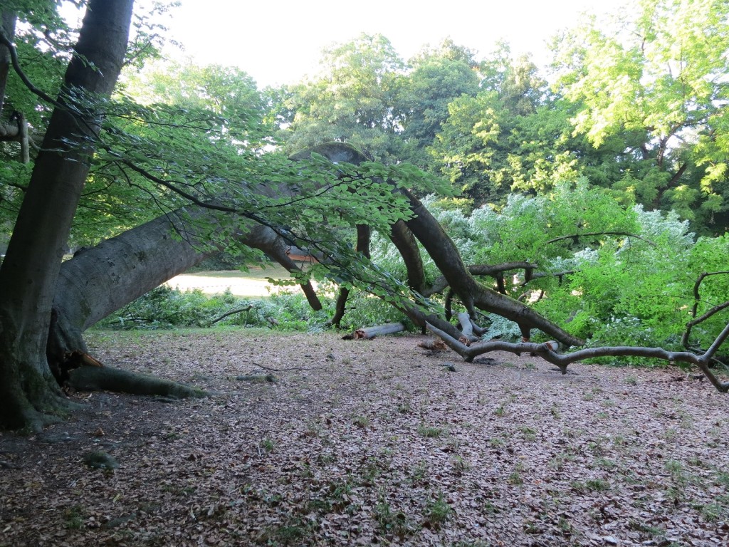 Bildnachweis: Gartenamt der Stadt Regensburg