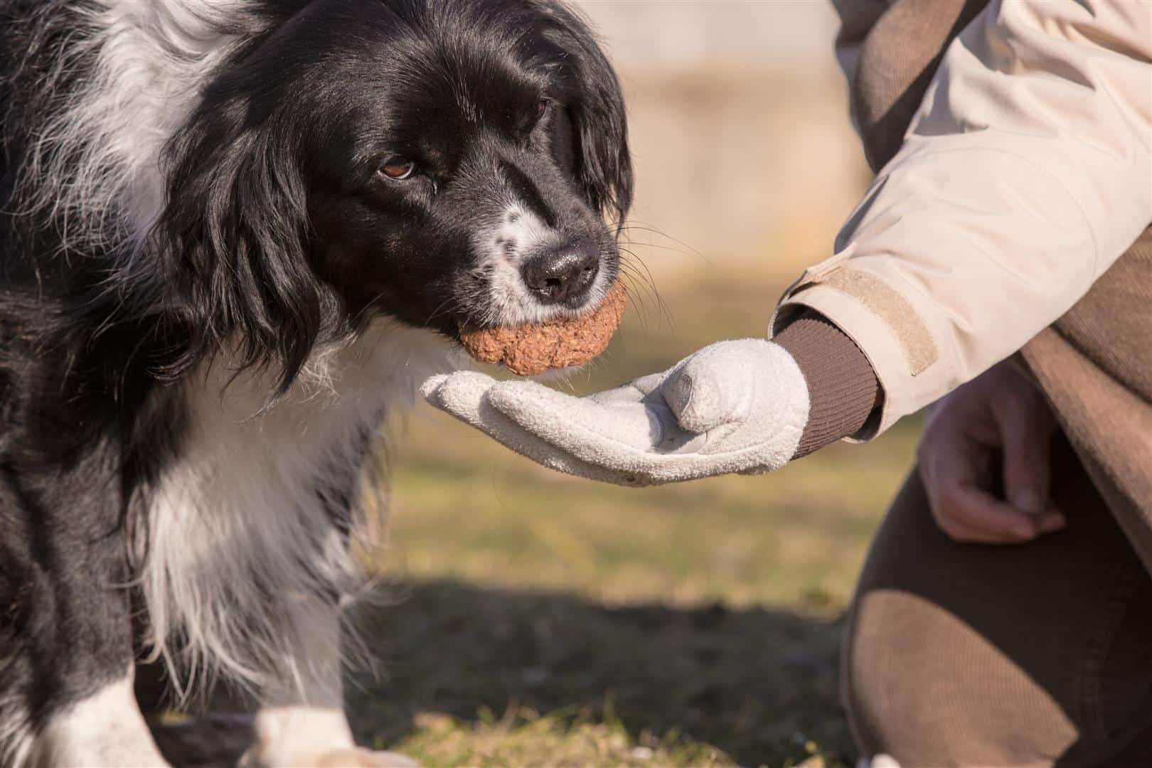 Border-Hündin Maya aportiert einen gefrorenen Hundehaufen. Foto: Bernard Schweiger.