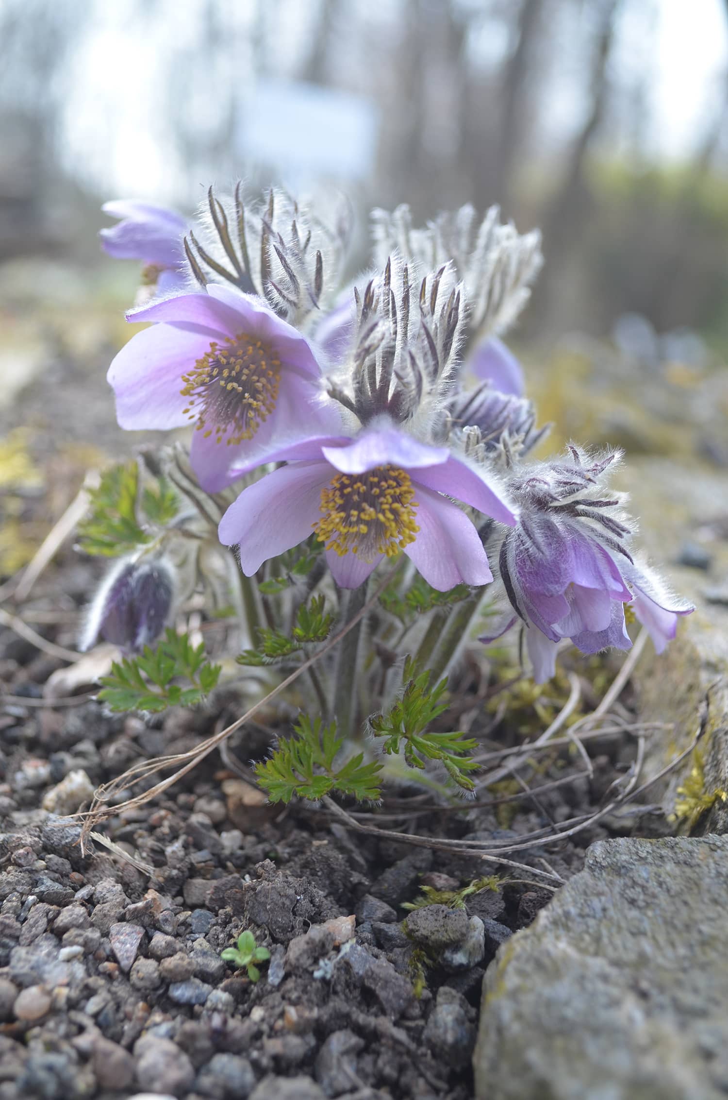 Die Ajan-Küchenschelle (Pulsatilla ajanensis) in der Geografischen Abteilung Asien. Foto: Universität Regensburg 