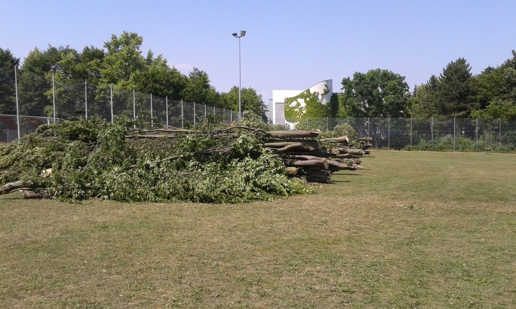 Aufnahmen vom Montag beim Sportgelände am Kaulbachweg: Waren Die Abholzungen nicht genehmigt oder genießt der SSV Jahn Sonderbehandlung?