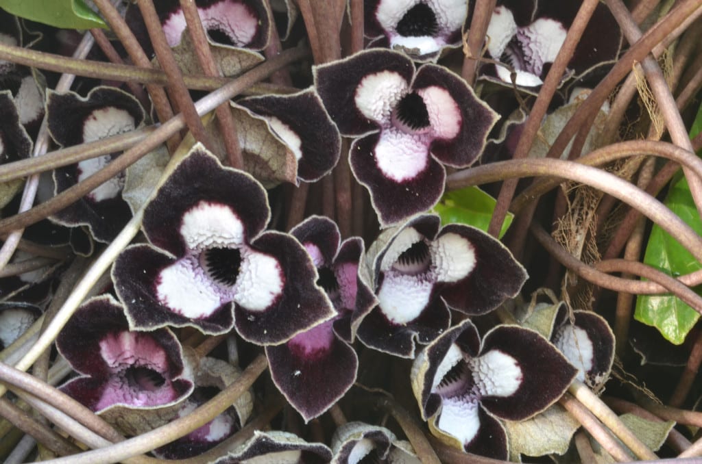 Die Haselwurz-Art Asarum maximum im Botanischen Garten der Universität Regensburg. Bildnachweis: Volker Debus