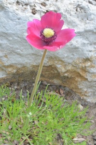 Pulsatilla kostyczewii Bildnachweis: Volker Debus